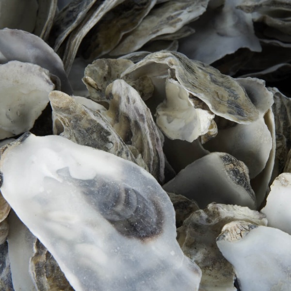 Japanese oyster shells pond filter medium